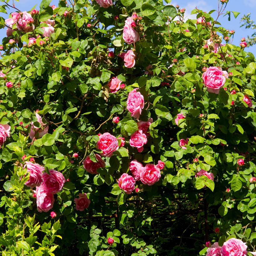 Rosa Constance Spry - Englische Rose (Wuchs)
