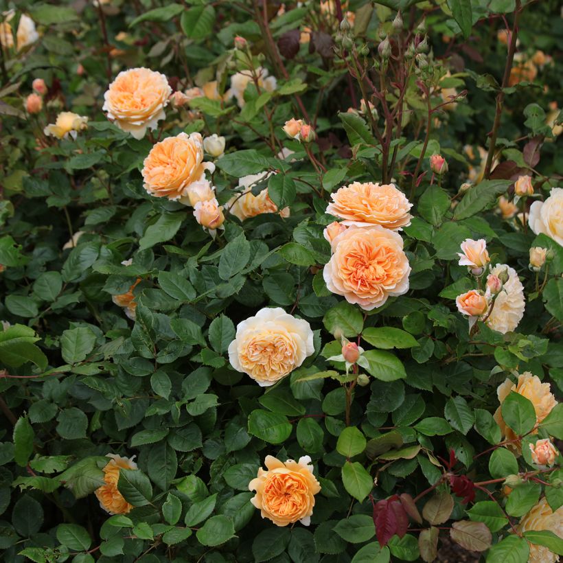 Rosa Crown Princess Margareta - Englische Rose (Wuchs)