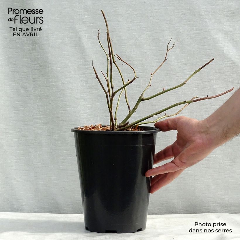 Exemplar von Rosa Crown Princess Margareta - Englische Rose Topf mit 4L/5L wie im Frühjahr geliefert