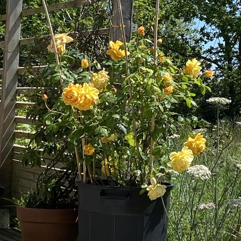 Rosa Golden Celebration - Englische Rose (Plant habit)