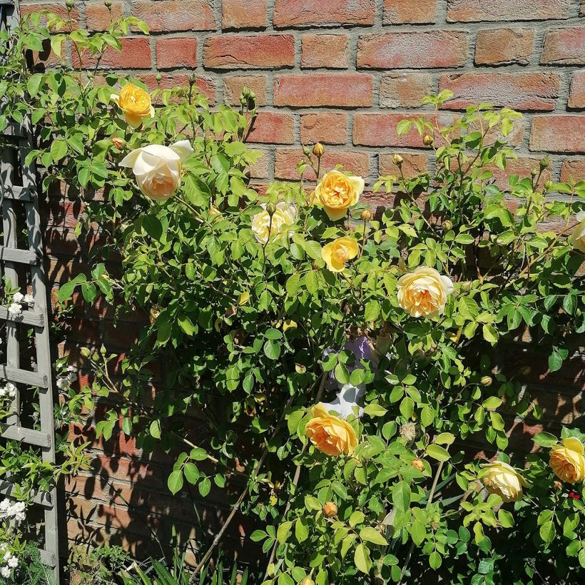 Rosa Graham Thomas - Englische Rose (Wuchs)