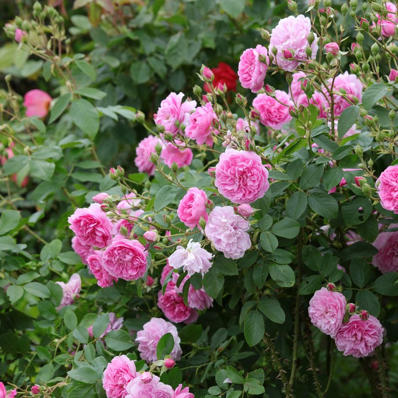 Rosa Harlow Carr - Englische Rose (Wuchs)
