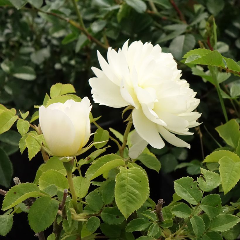 Rosa Imogen - Englische Rose (Flowering)