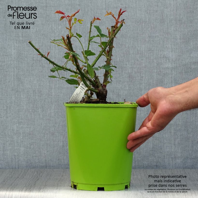 Exemplar von Rosa Jubilee Celebration - Englische Rose Topf mit 4L/5L wie im Frühjahr geliefert