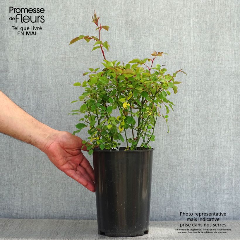 Exemplar von Rosa Kew Gardens - Englische Rose Topf mit 3L/4L wie im Frühjahr geliefert