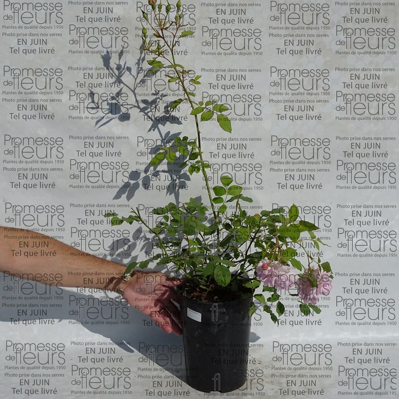 Beispiel eines Exemplars von Rosa Lady Salisbury - Englische Rose Topf mit 4L/5L wie geliefert