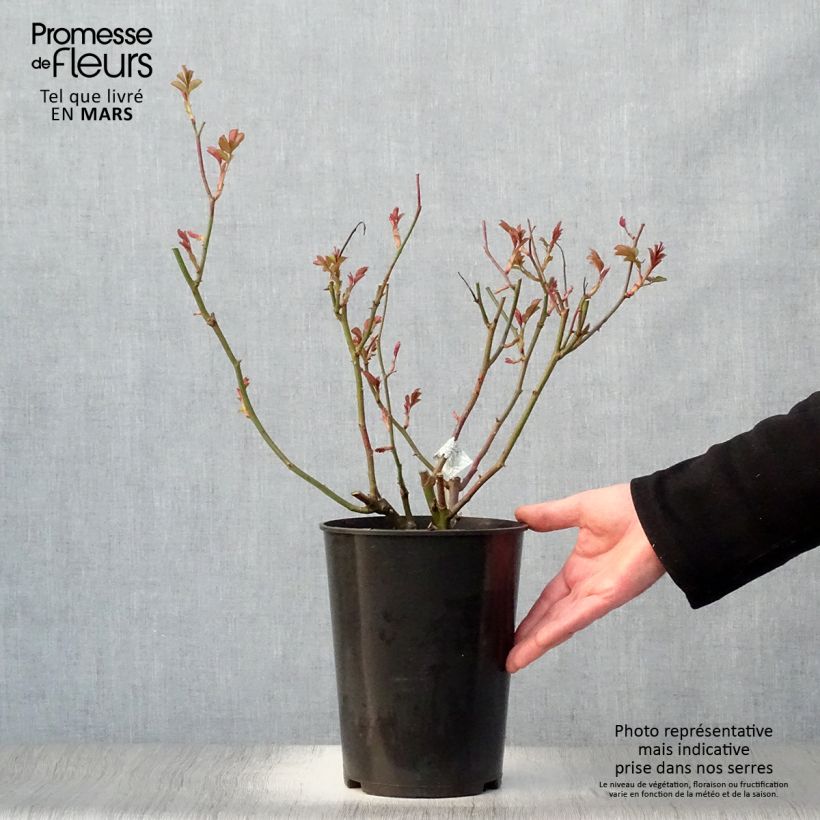 Exemplar von Rosa Lichfield Angel - Englische Rose Topf mit 4L/5L wie im Frühjahr geliefert