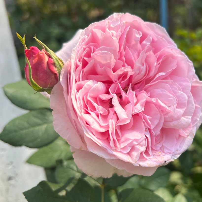 Rosa Mary Rose - Englische Rose (Blüte)