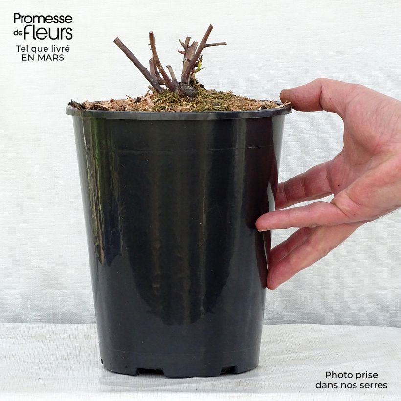 Example of Rosa Olivia Rose Austin - Englische Rose Topf mit 4L/5L as you get in printemps