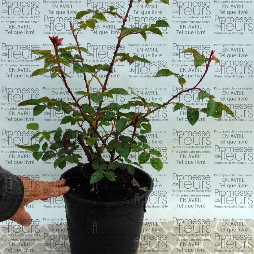 Beispiel eines Exemplars von Rosa Pat Austin - Englische Rose Topf mit 4L/5L wie geliefert