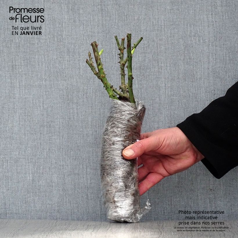 Example of Rosa Princess Anne - Englische Rose Wurzelnackt in Beutel as you get in hiver