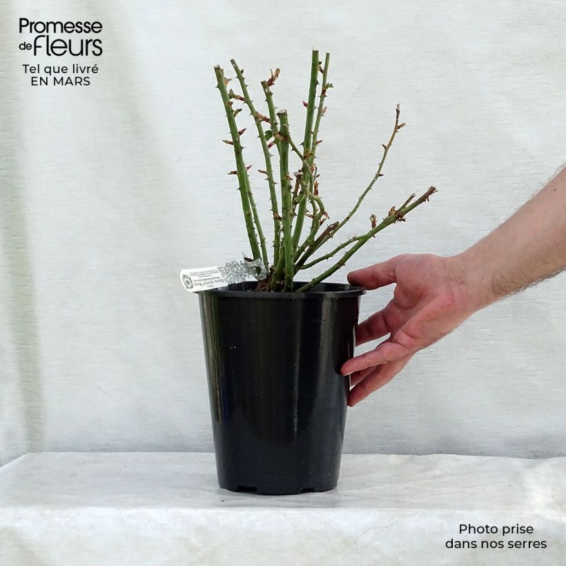 Exemplar von Rosa Royal Jubilee - Englische Rose Topf mit 4L/5L wie im Frühjahr geliefert