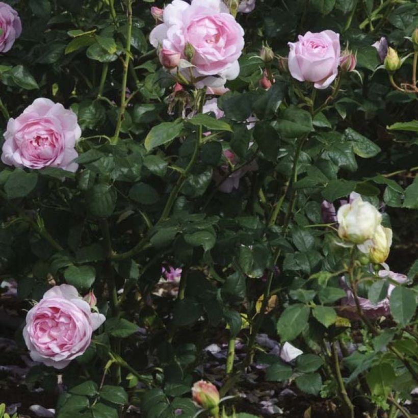 Rosa Scepter'd Isle - Englische Rose (Foliage)