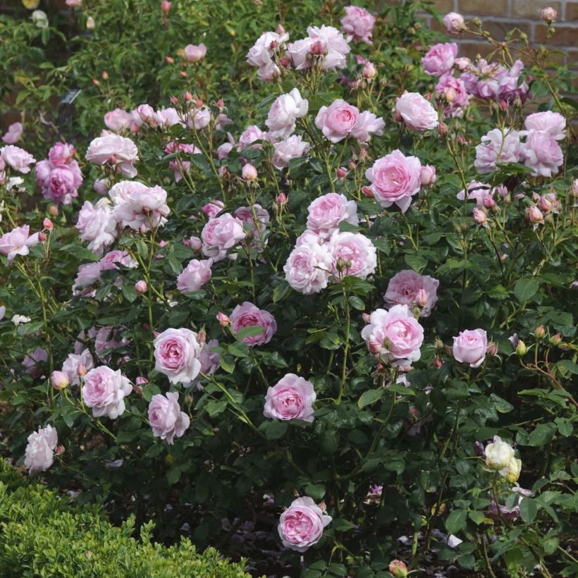 Rosa Scepter'd Isle - Englische Rose (Flowering)