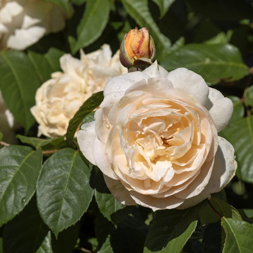 Rosa Sweet Juliet - Englische Rose (Blüte)