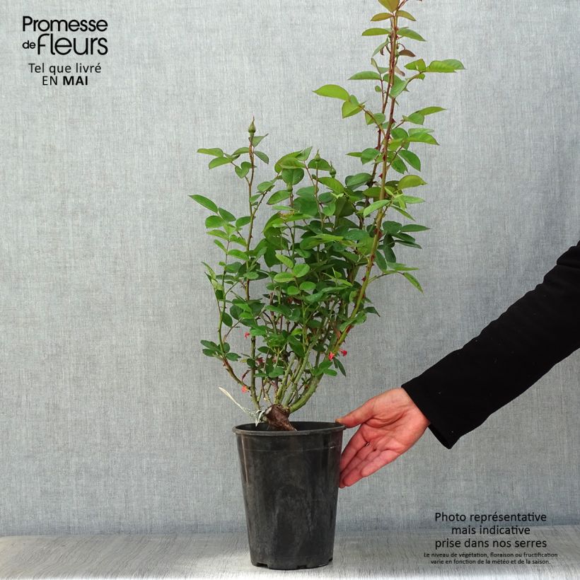 Example of Rosa The Alnwick Rose - Englische Rose Topf mit 4L/5L as you get in printemps