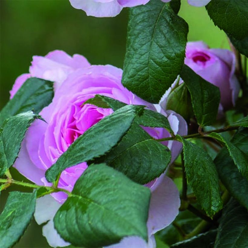 Rosa The Ancient Mariner - Englische Rose (Foliage)