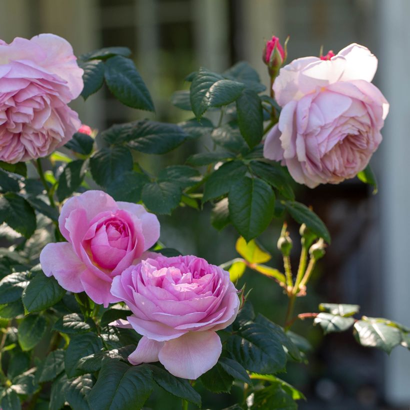 Rosa The Ancient Mariner - Englische Rose (Flowering)