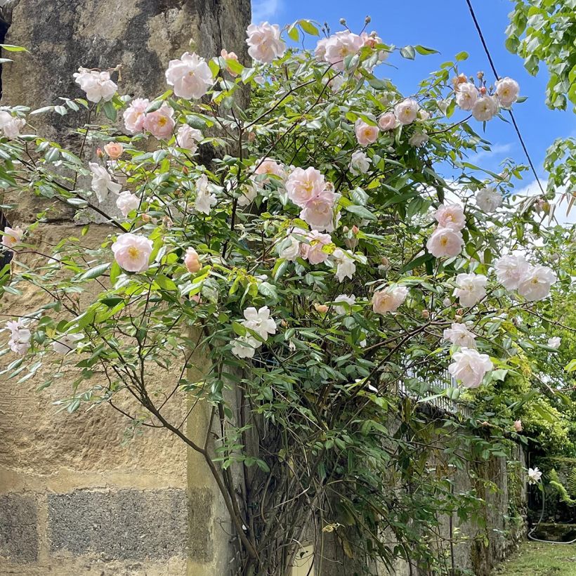 Rosa The Lady of the Lake - Englische Rose (Wuchs)