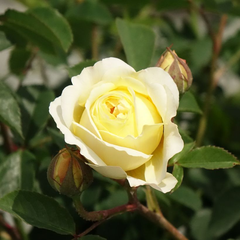 Rosa The Pilgrim - Englische Rose (Blüte)