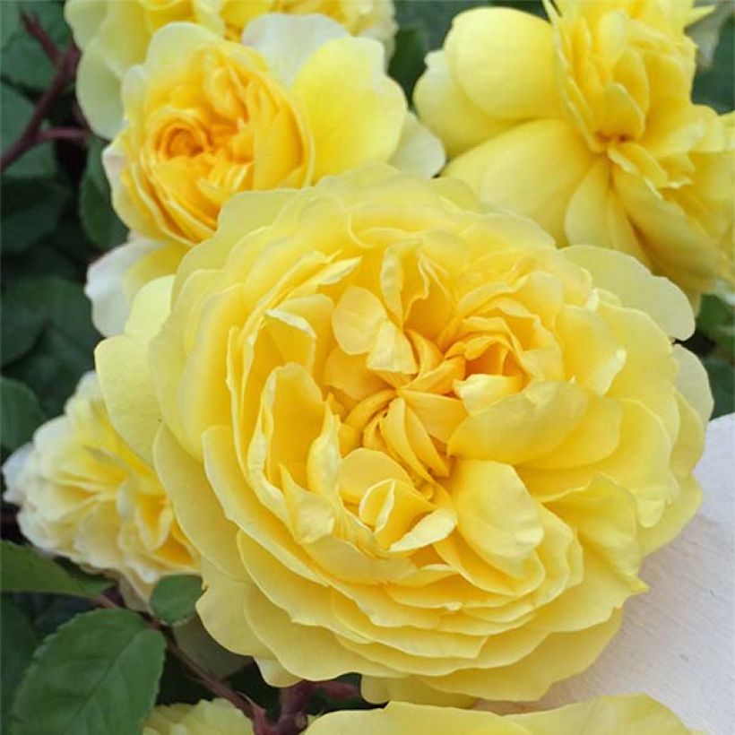 Rosa The Poet's Wife - Englische Rose (Flowering)