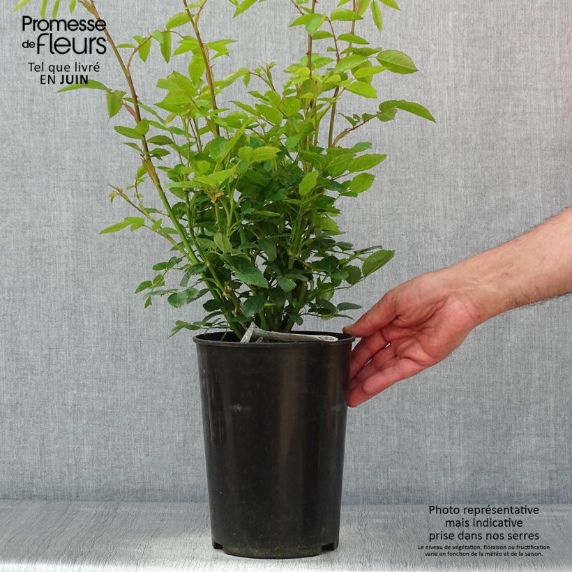 Exemplar von Rosa Tottering-by-Gently - Englische Rose Topf mit 4L/5L wie im Frühjahr geliefert