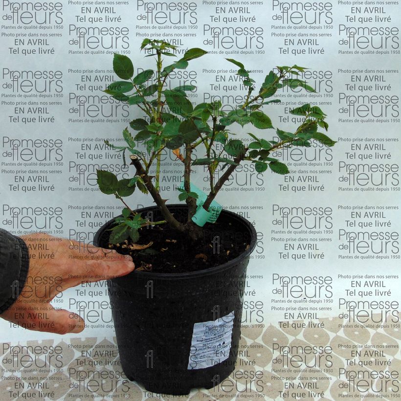 Beispiel eines Exemplars von Rosa William Morris - Englische Rose Topf mit 4L/5L wie geliefert