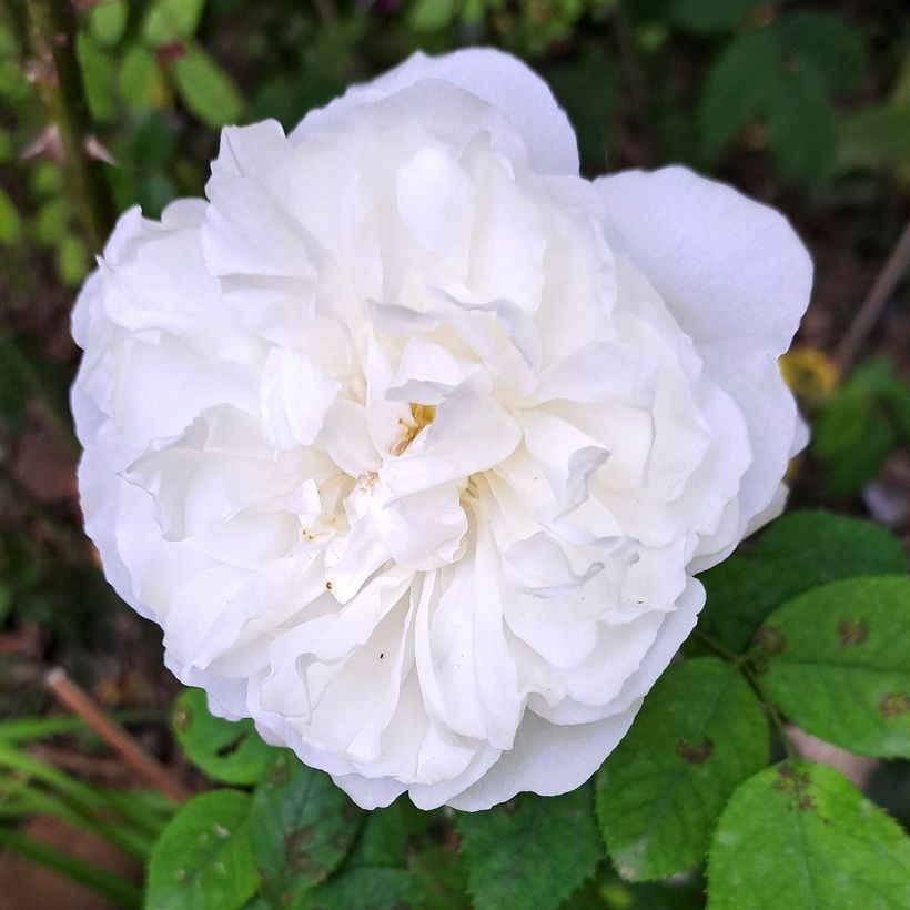 Rosa Winchester Cathedral - Englische Rose (Blüte)