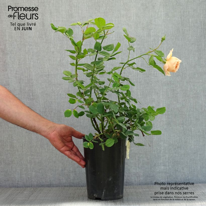 Example of Rosa Wollerton Old Hall - Englische Rose Topf mit 4L/5L as you get in printemps