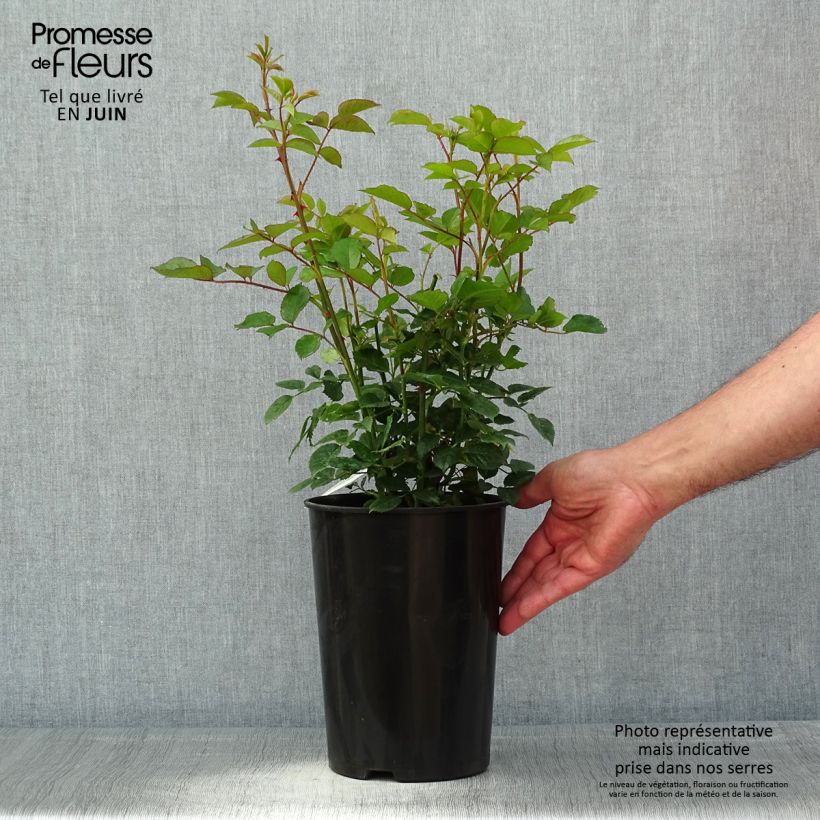 Exemplar von Rosa Carolyn Knight - Englische Rose Topf mit 4L/5L wie im Frühjahr geliefert