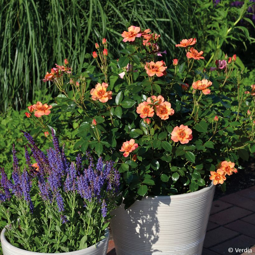 Rosa Decorosier Baia - Bodendecker-Rose (Wuchs)