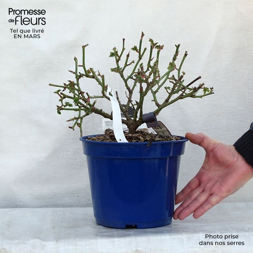 Example of Rosa Pink Voluptia - Bodendecker-Rose Topf mit 2L/3L as you get in printemps