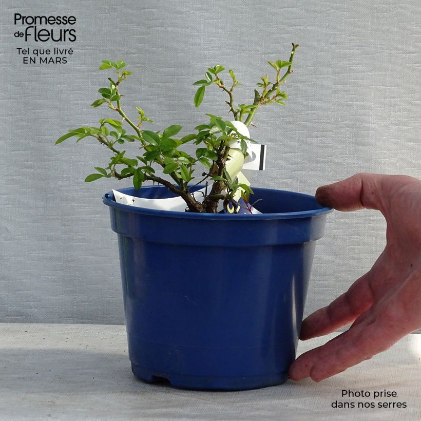 Example of Rosa Suneva - Bodendecker-Rose Topf mit 2L/3L as you get in printemps