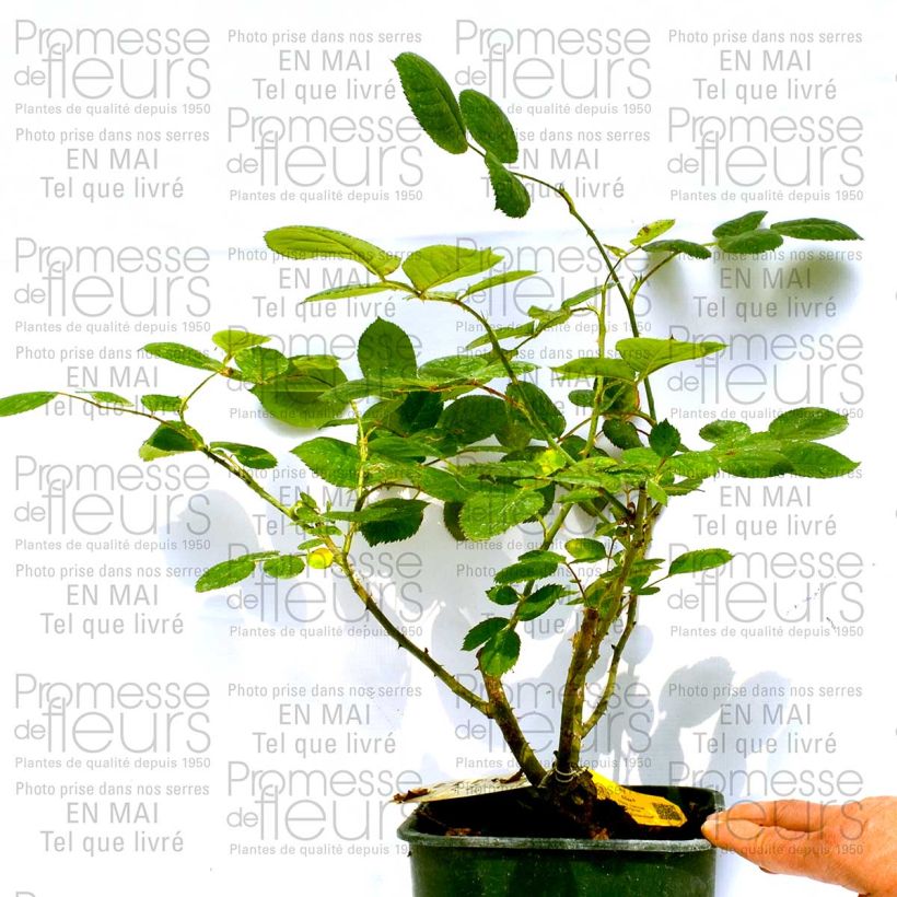 Beispiel eines Exemplars von Rosa Eliza - Edelrose Topf mit 4L/5L wie geliefert