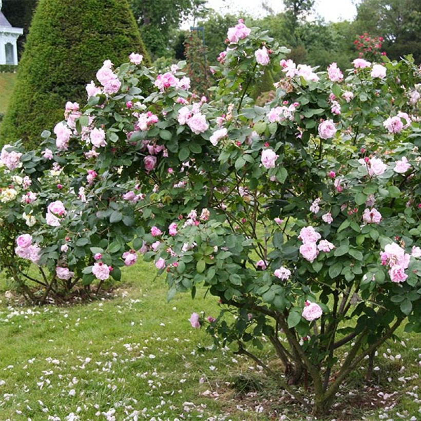Rosa centifolia Fantin Latour - Zentifolie Rose (Wuchs)