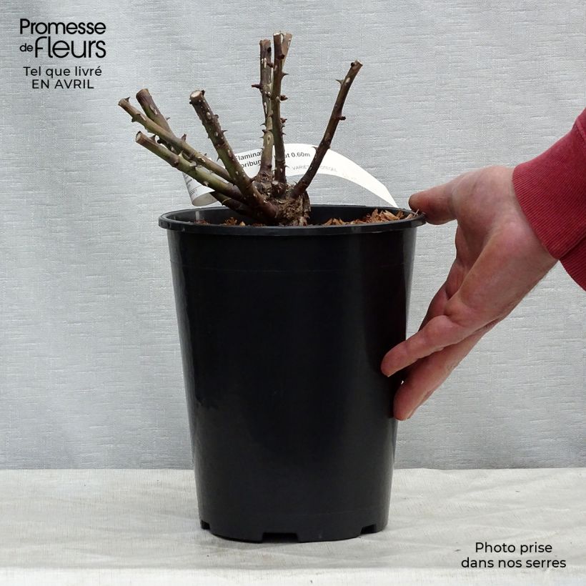 Example of Rosa Flamina - Moderne Hybrid-Rose Topf mit 4L/5L as you get in printemps