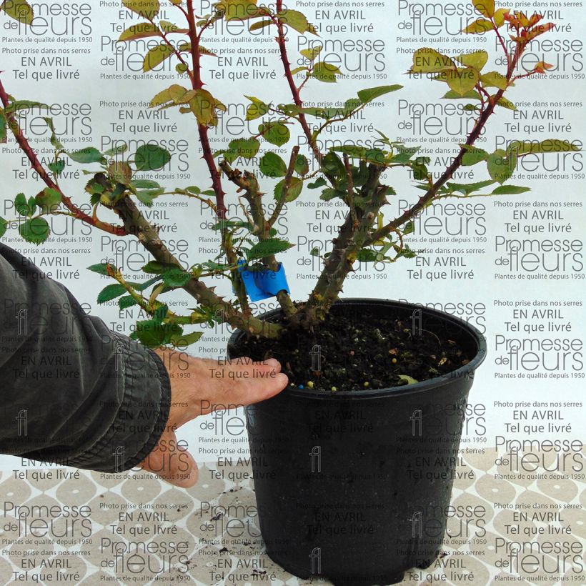 Beispiel eines Exemplars von Rosa Generosa Bruno Perpoint - Guillot Rose Topf mit 4L/5L wie geliefert