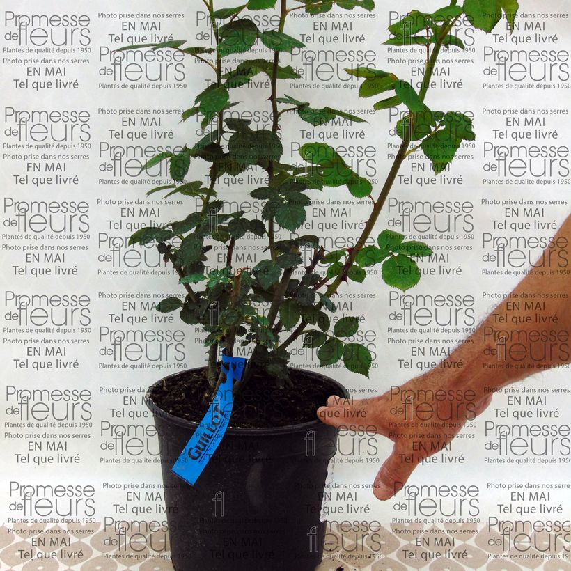 Beispiel eines Exemplars von Rosa Generosa Charles de Nervaux - Guillot Rose Topf mit 4L/5L wie geliefert