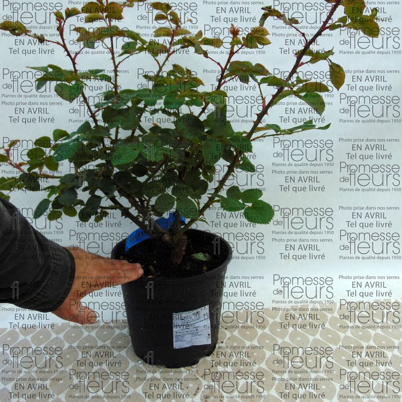 Beispiel eines Exemplars von Rosa Generosa Rosomane Janon - Guillot Rose Topf mit 4L/5L wie geliefert