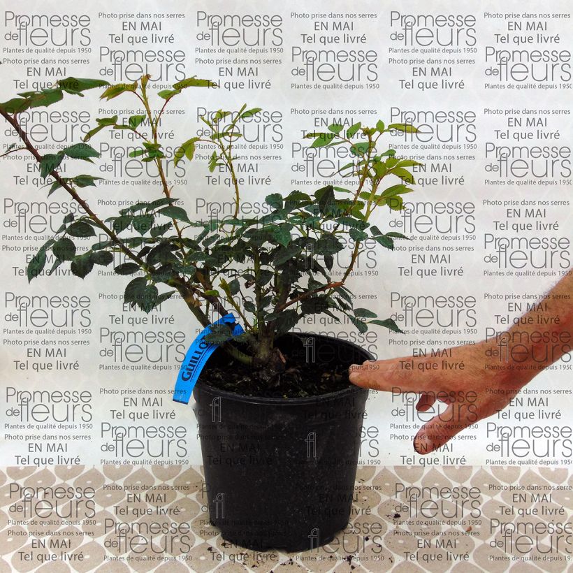 Beispiel eines Exemplars von Rosa Generosa Sonia Rykiel - Guillot Rose Topf mit 4L/5L wie geliefert