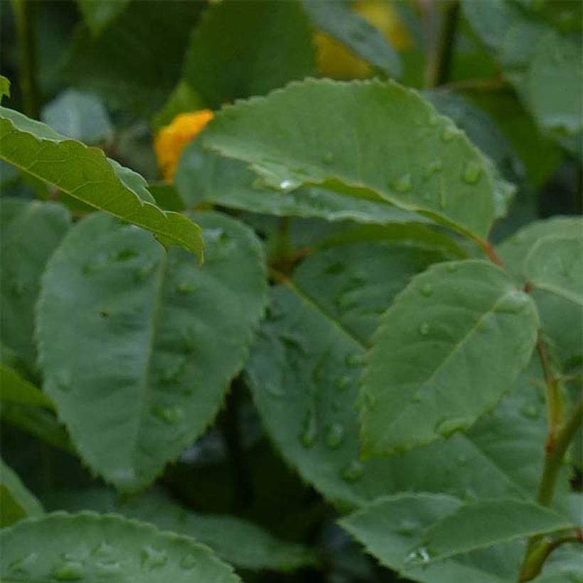 Rosa Golden Gate - Kletterrose (Foliage)
