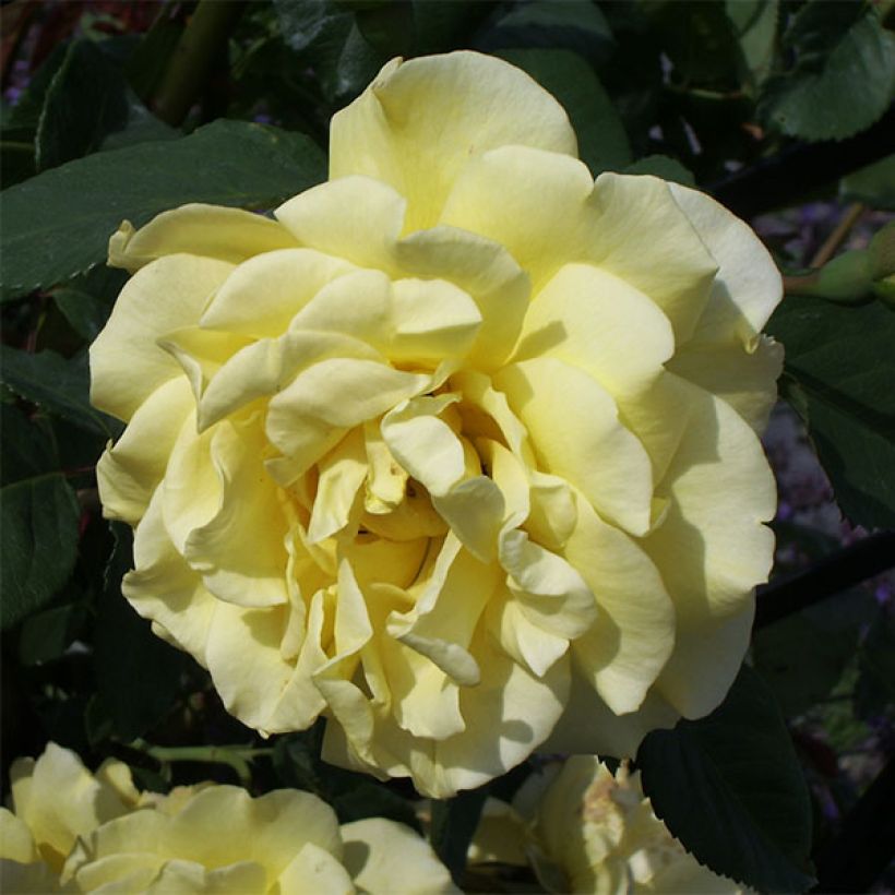 Rosa Golden Gate - Kletterrose (Flowering)
