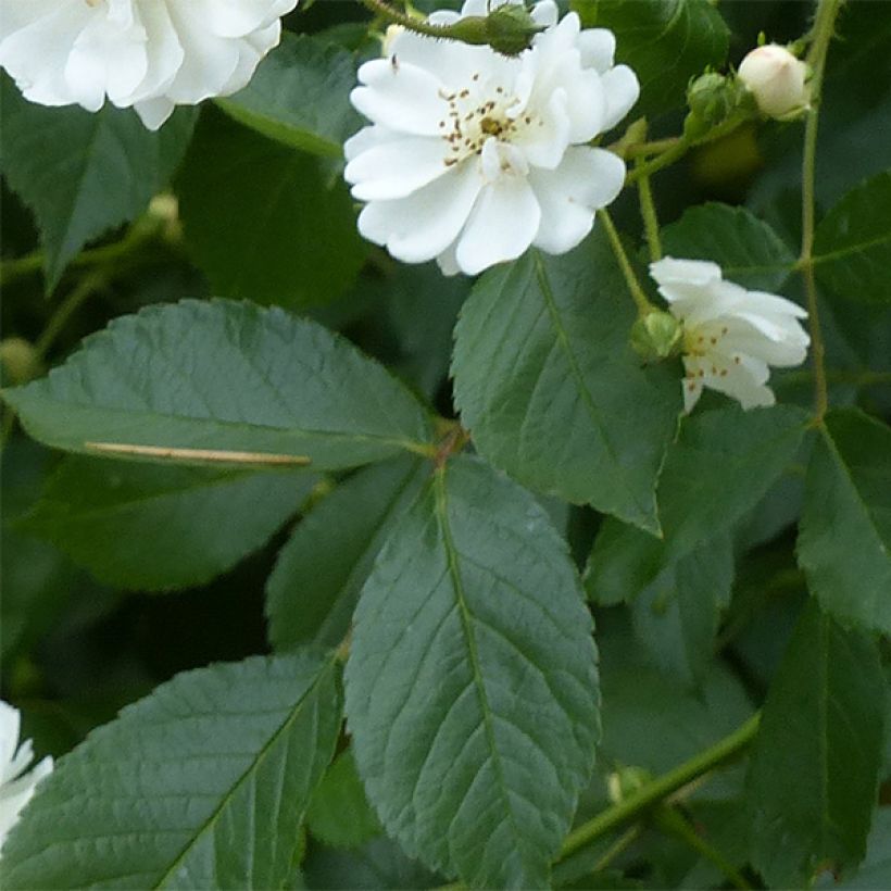 Rosa Guirlande d'Amour - Kletterrose (Foliage)