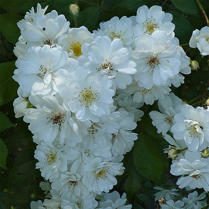 Rosa Guirlande d'Amour - Kletterrose (Flowering)