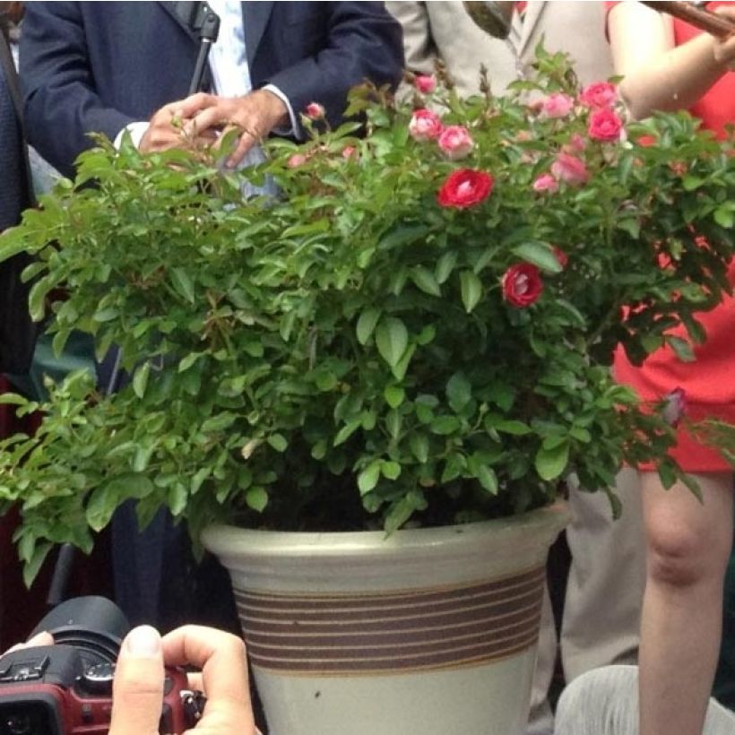 Rosa polyantha Lilliputs Anne Roumanoff - Zwerg-Parkrose (Wuchs)