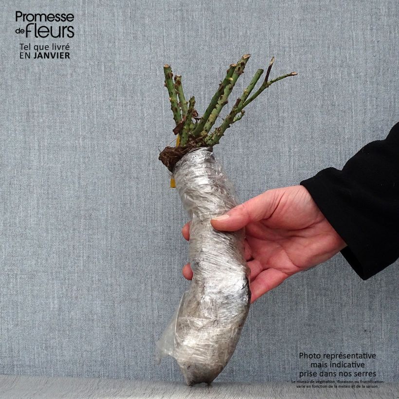 Exemplar von Rosa Rosier Leo Ferré - Edelrose Wurzelnackt in Beutel wie im Winter geliefert