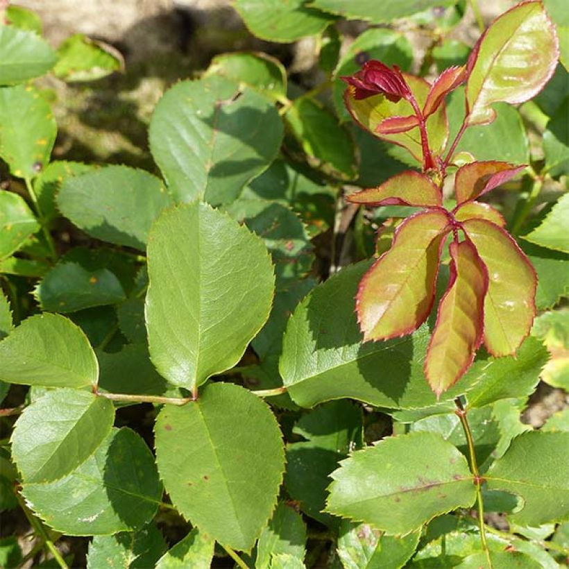 Rosa Lili Marleen - Beetrose (Foliage)
