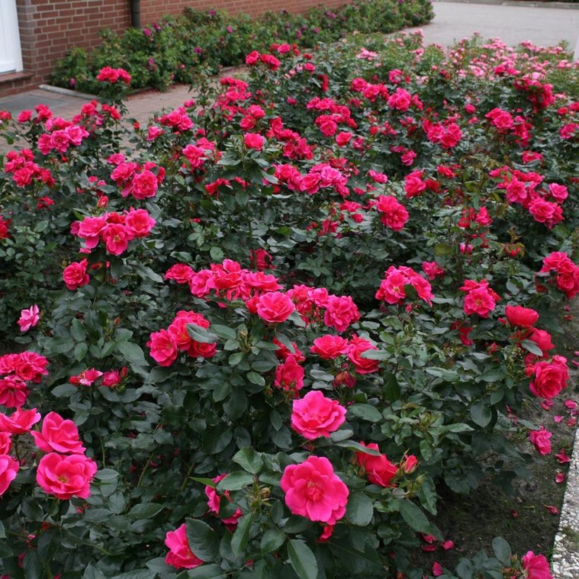 Rosa Nectar Garden Chabadabada - Polyantha-Rose (Plant habit)