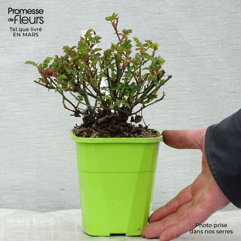 Exemplar von Rosa Nectar Garden Alexander von Humboldt - Polyantha-Rose Topf mit 3L/4L wie im Winter geliefert