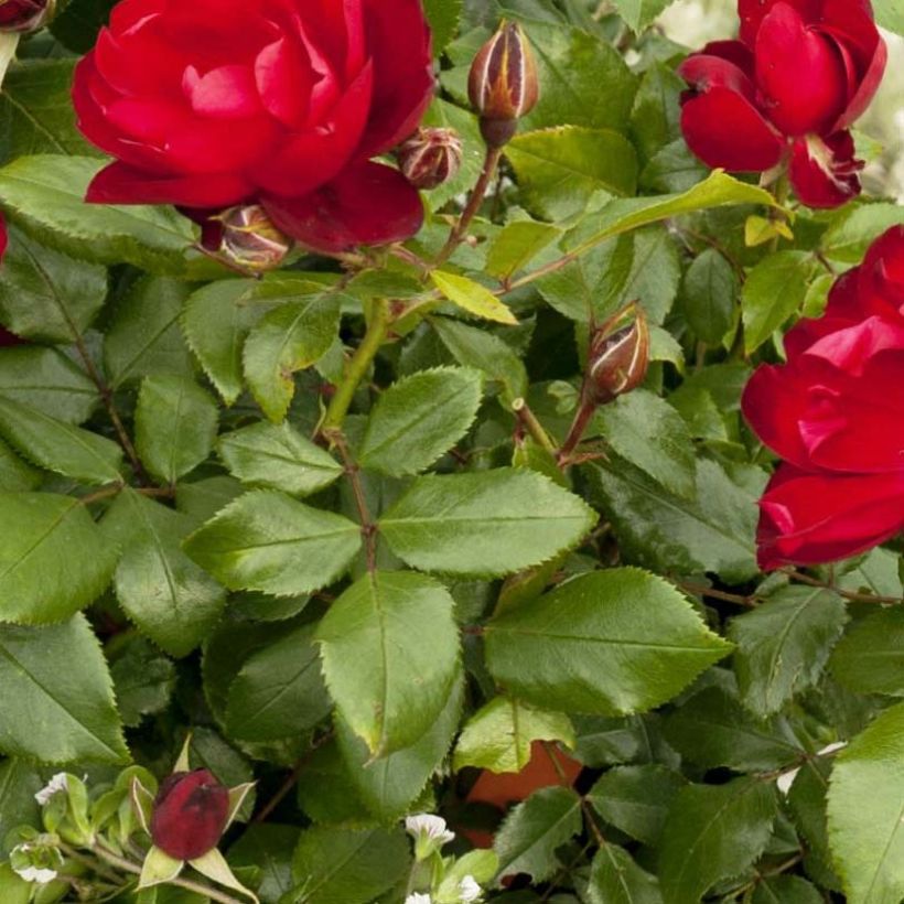 Rosa PATIO ROSE Milano - Beetrose (Laub)